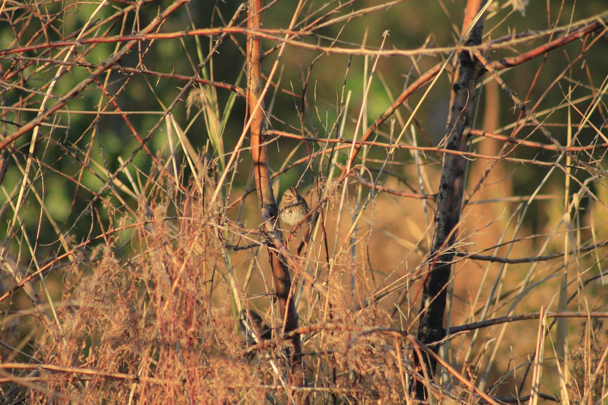 Lincoln's Sparrow - ML625005124