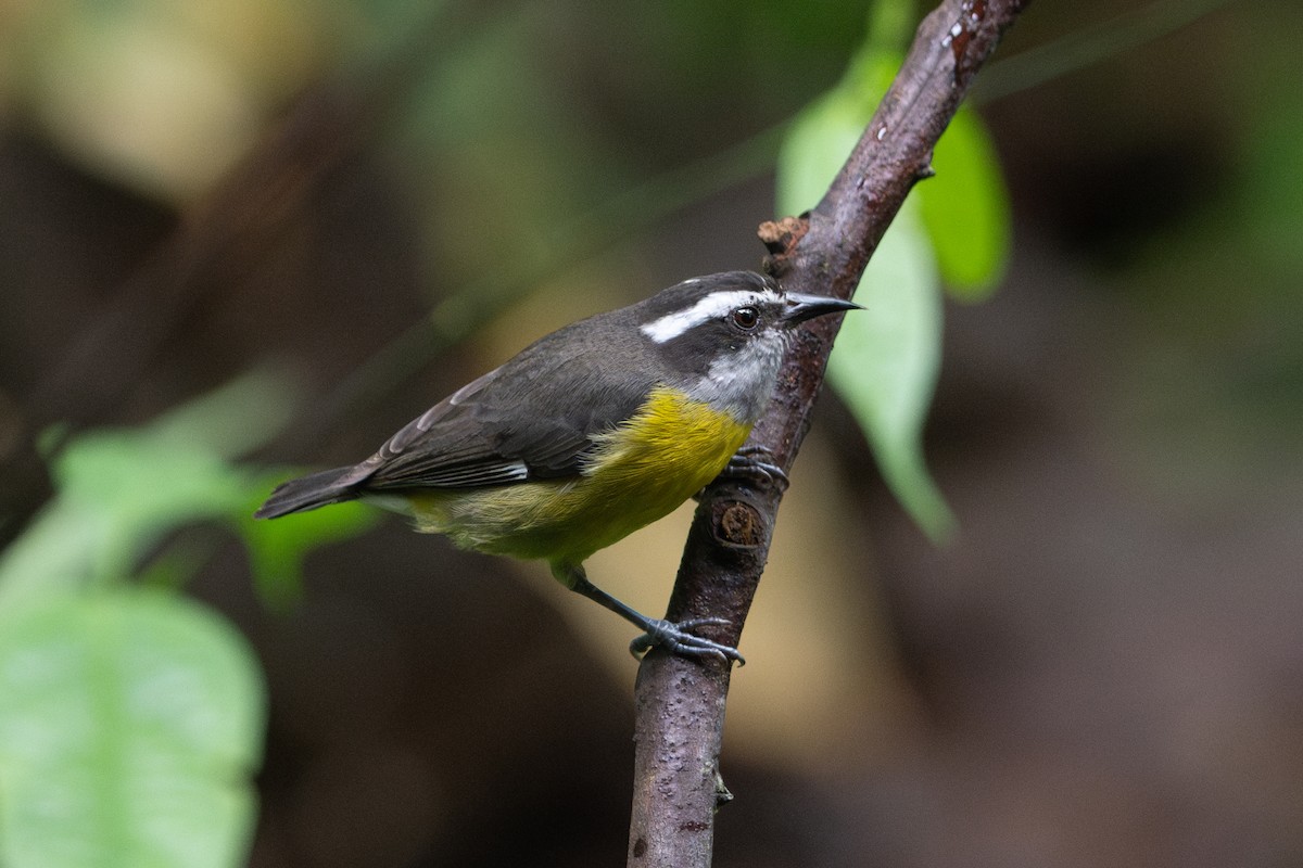 Zuckervogel - ML625005168