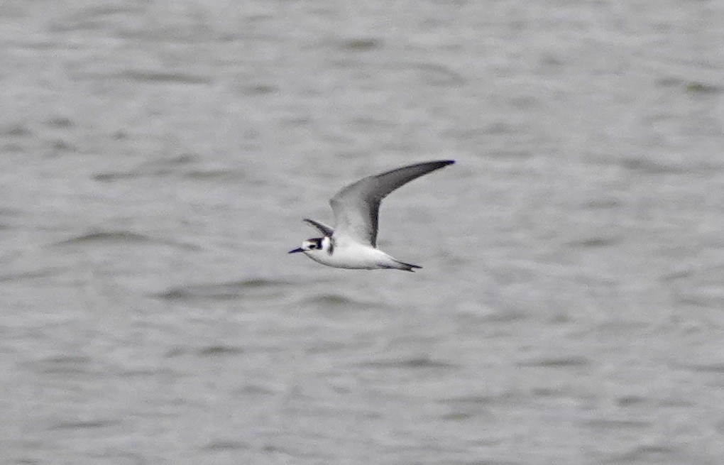 Black Tern - ML625005256