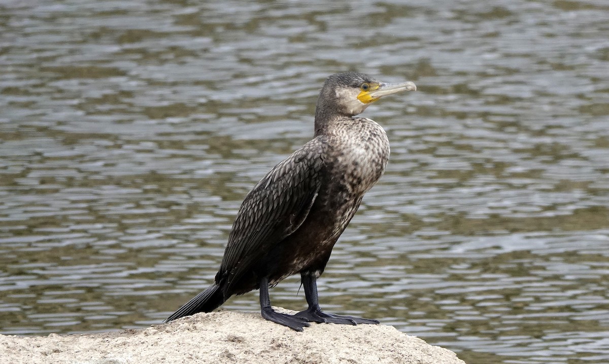 Great Cormorant - ML625005271