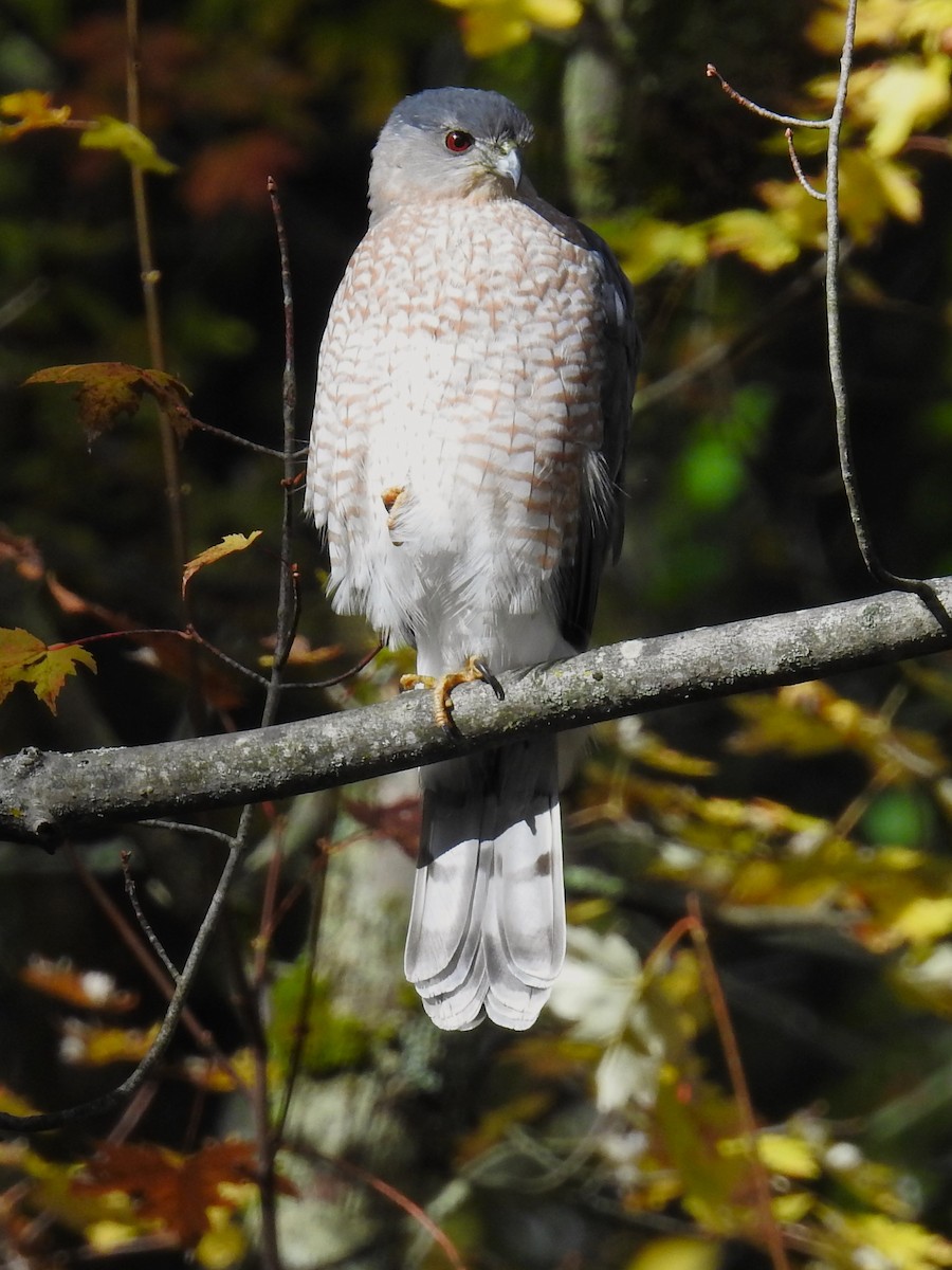 Cooper's Hawk - ML625005278