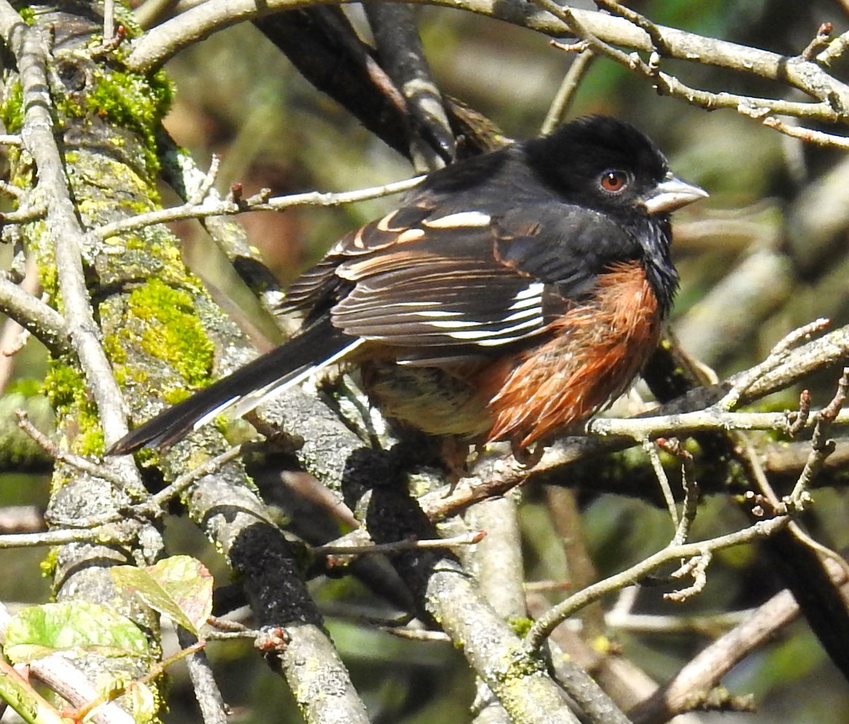 Eastern Towhee - ML625005285