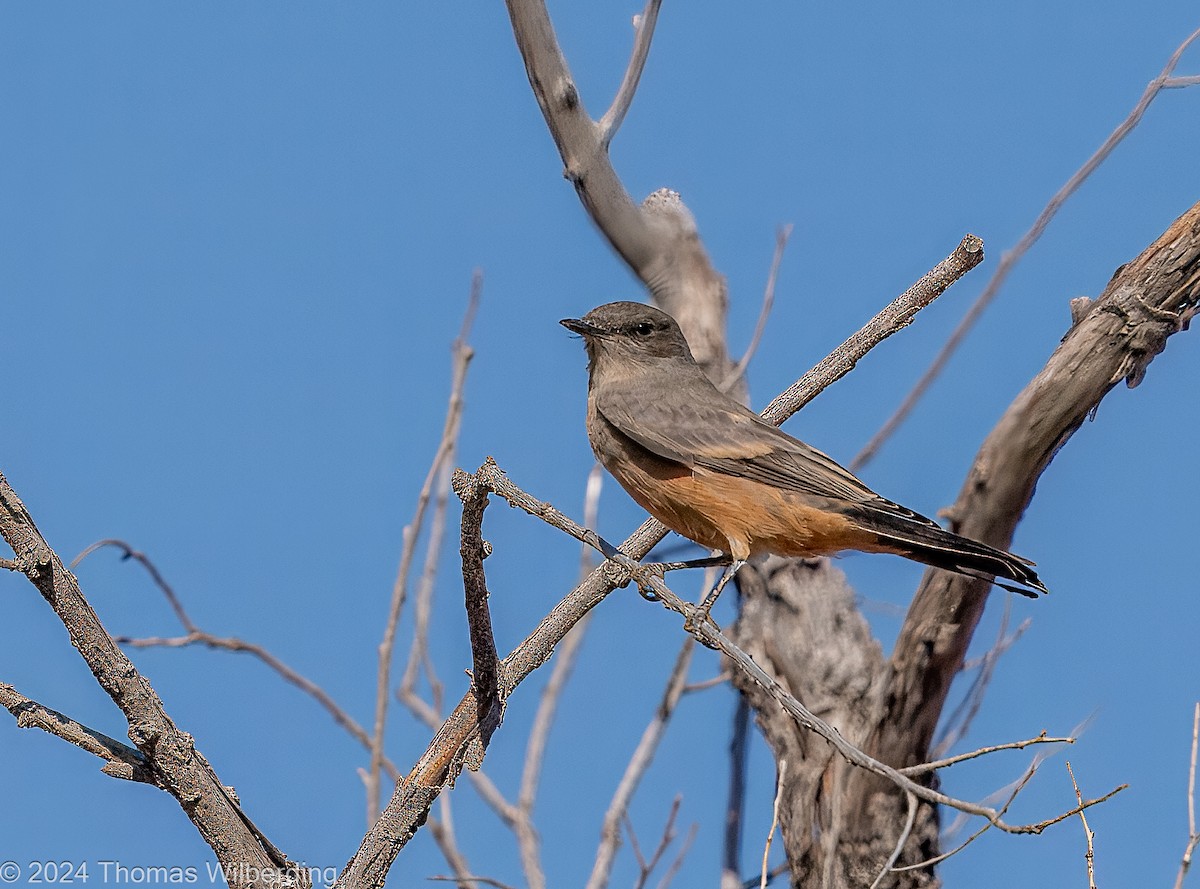Say's Phoebe - ML625005743