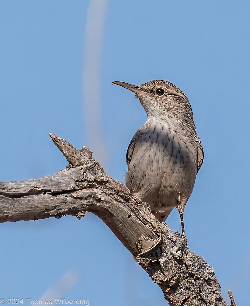Rock Wren - ML625005752
