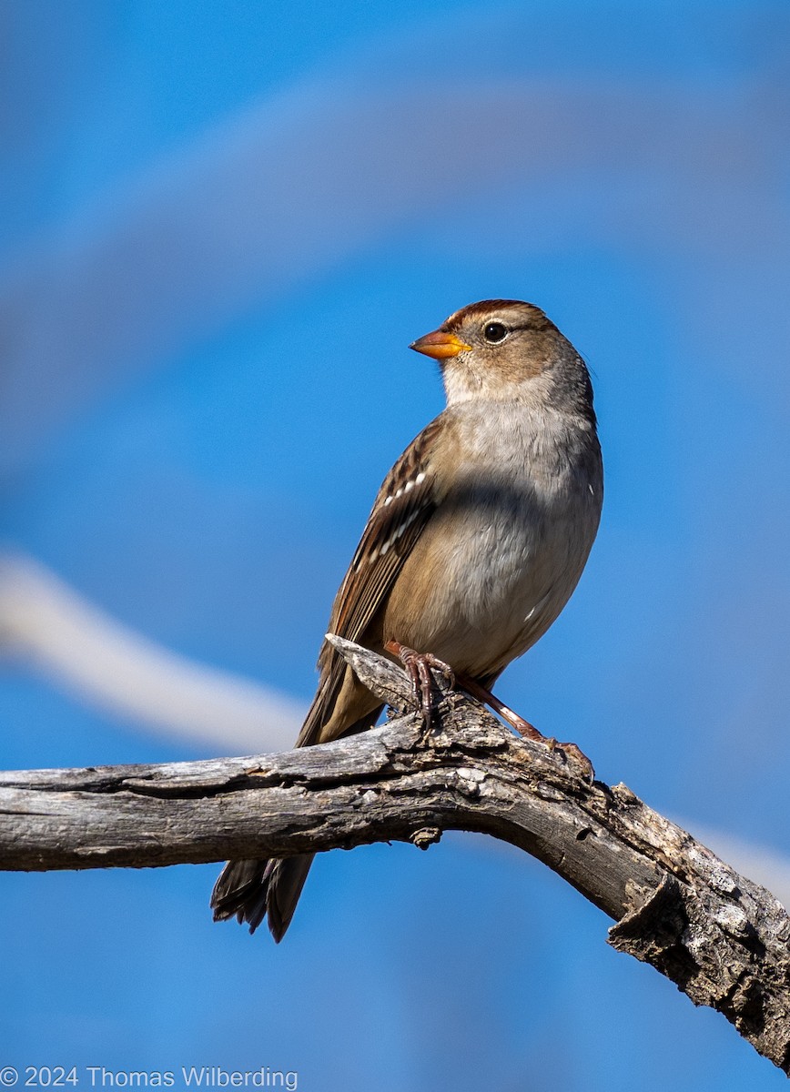 White-crowned Sparrow - ML625005755