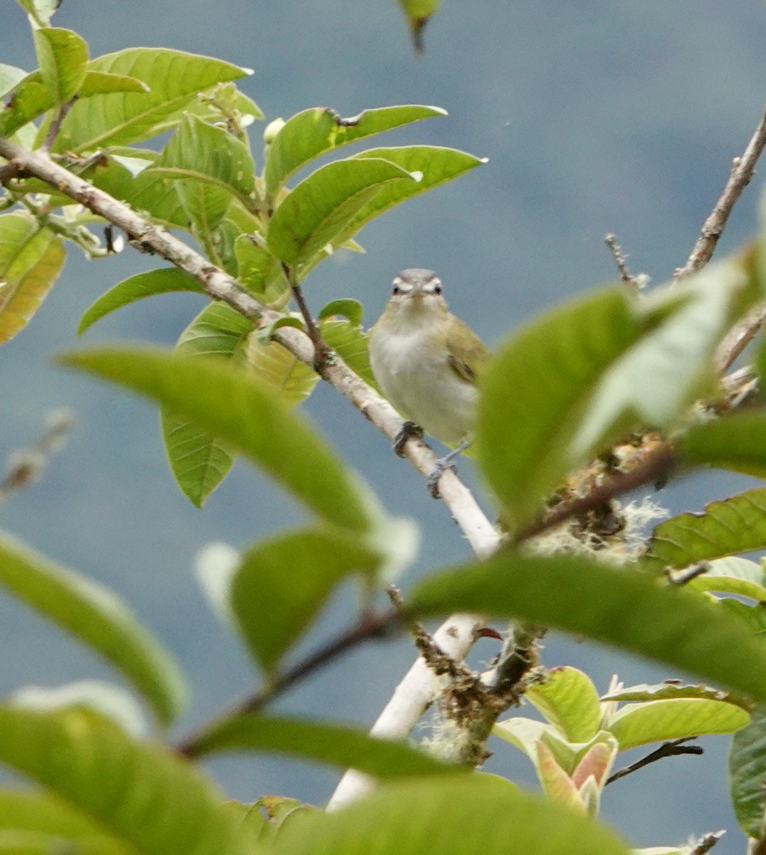 Brown-capped Vireo - ML625005892