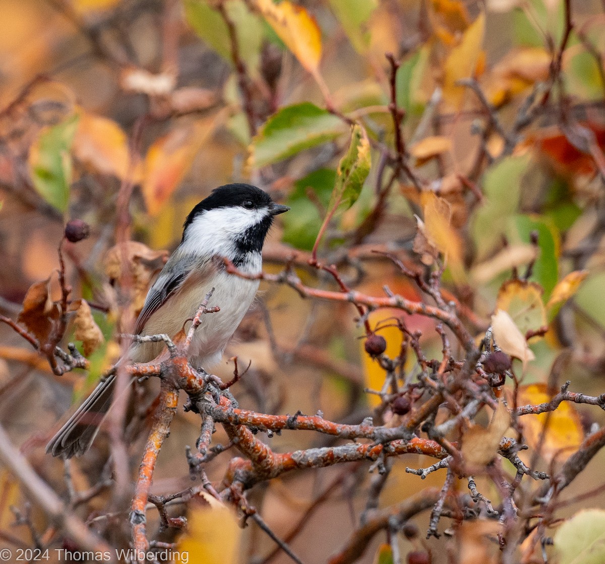 Black-capped Chickadee - ML625005906
