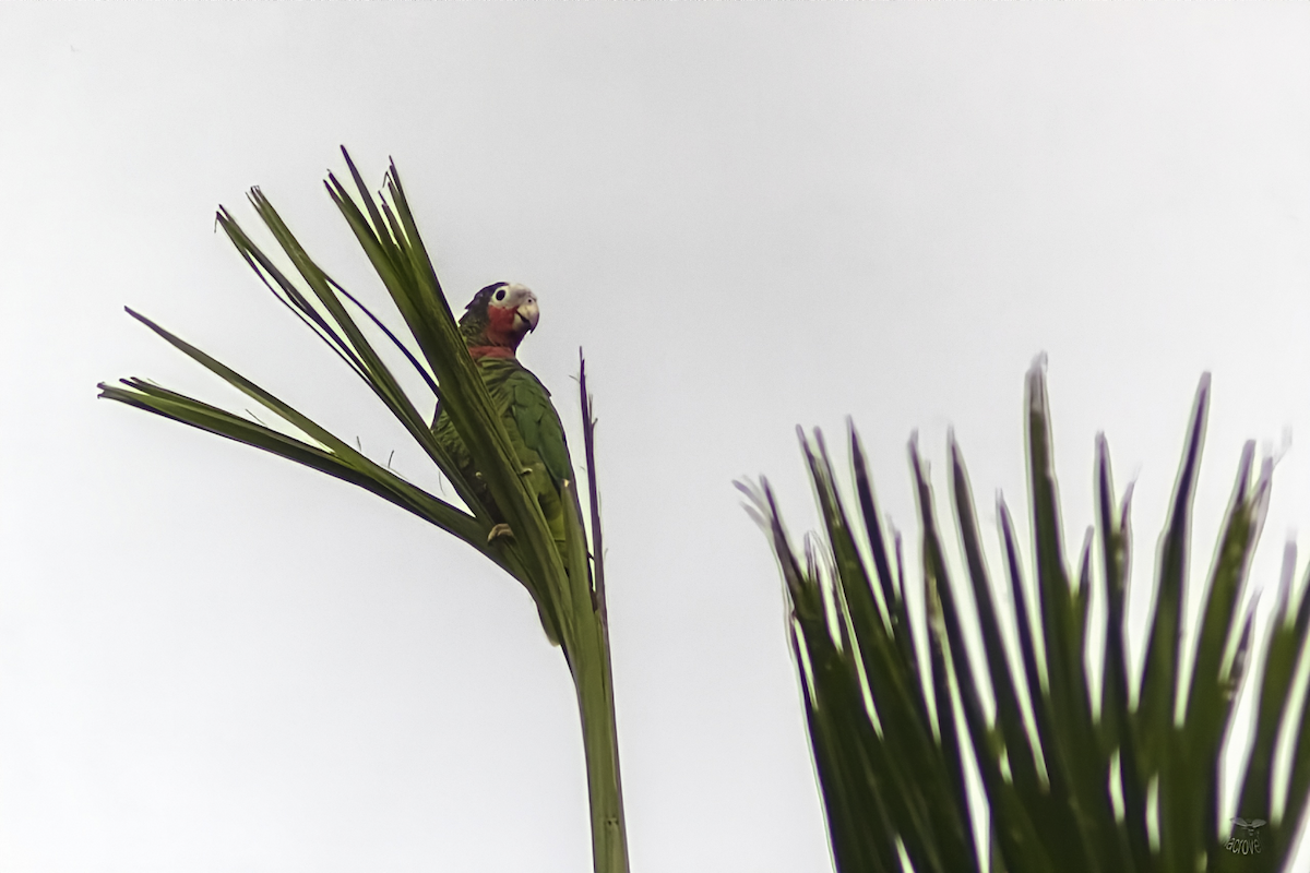 Cuban Amazon - ML625005949