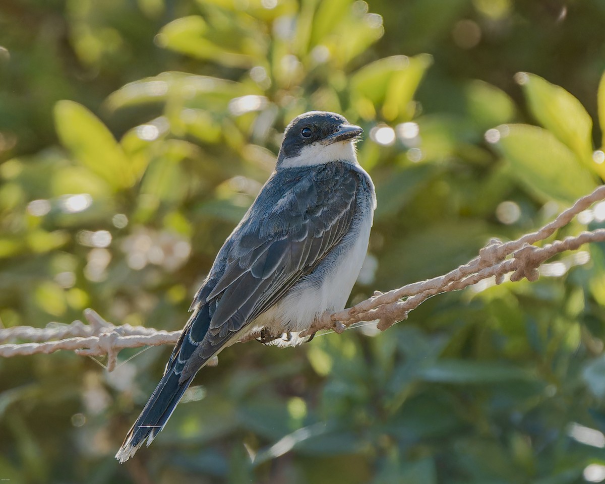 Eastern Kingbird - ML625005975