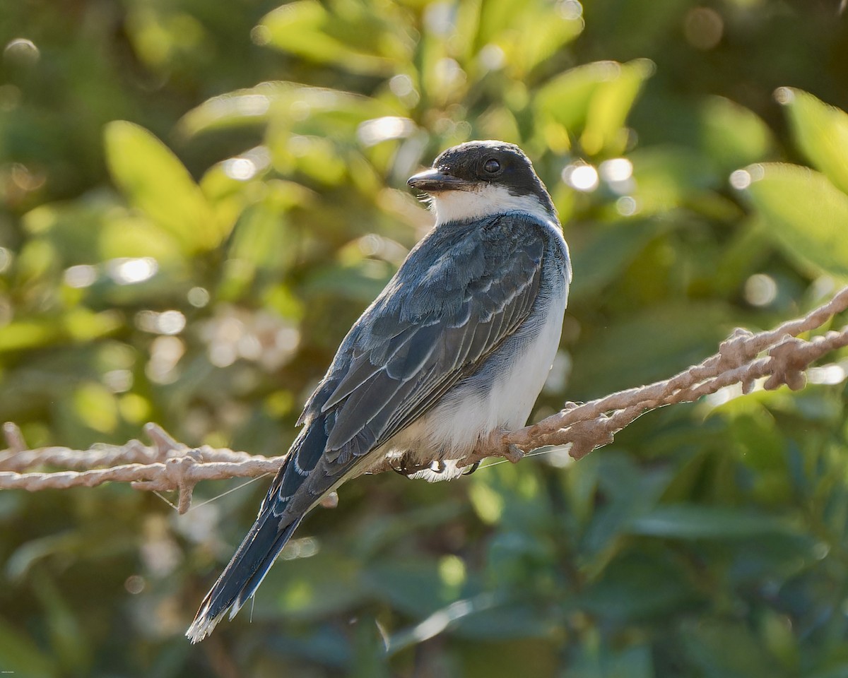 Eastern Kingbird - ML625005976
