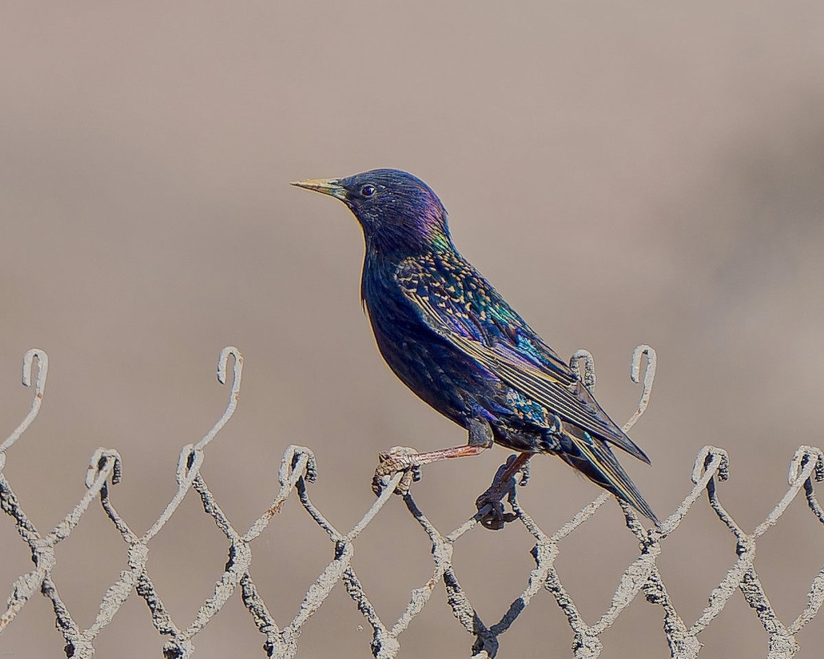 European Starling - ML625005987