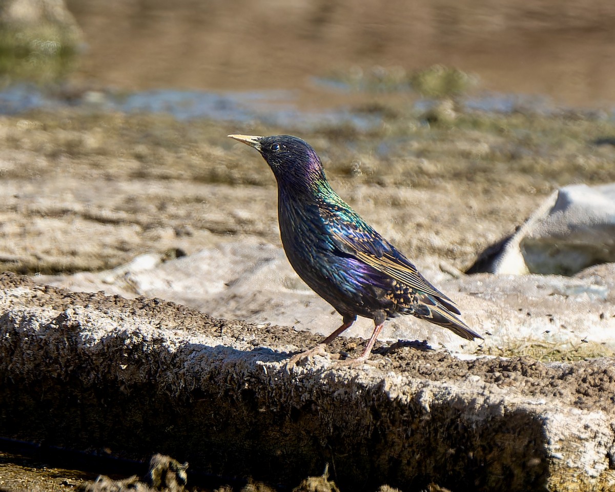 European Starling - ML625005988