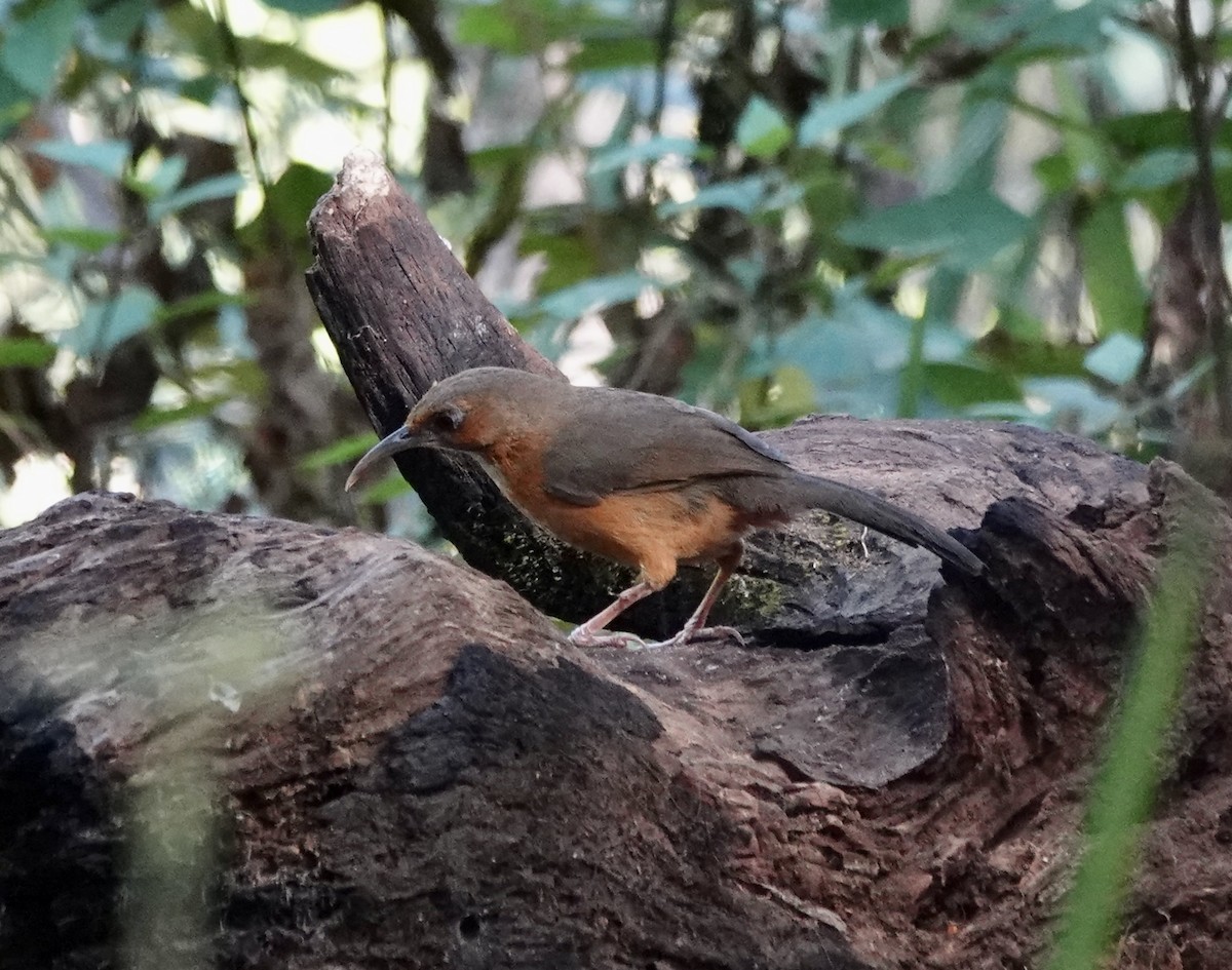 Rusty-cheeked Scimitar-Babbler - ML625006018