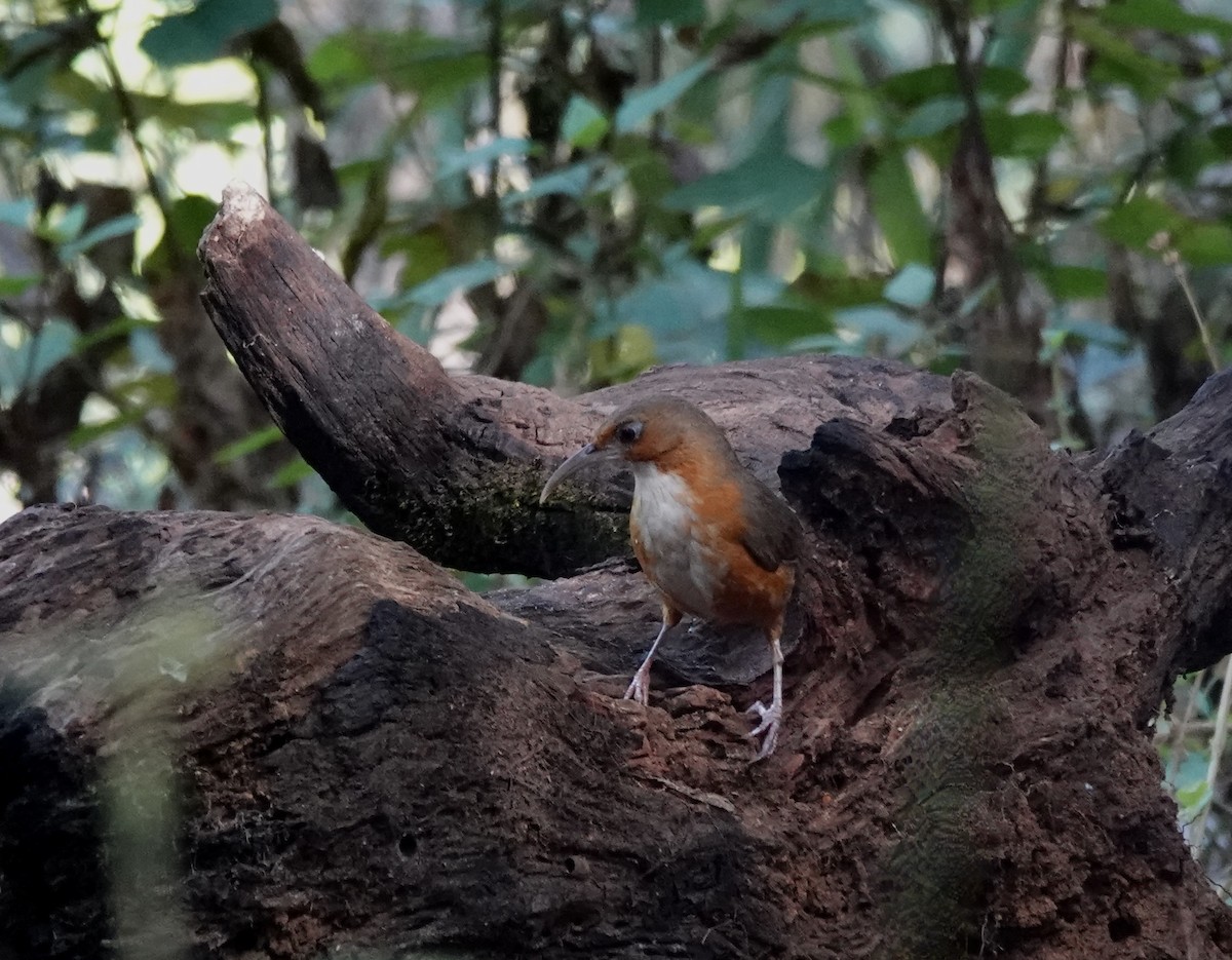 Rusty-cheeked Scimitar-Babbler - Susan Hartley