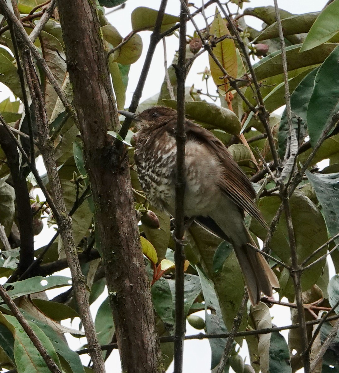 Marañon Thrush - ML625006177