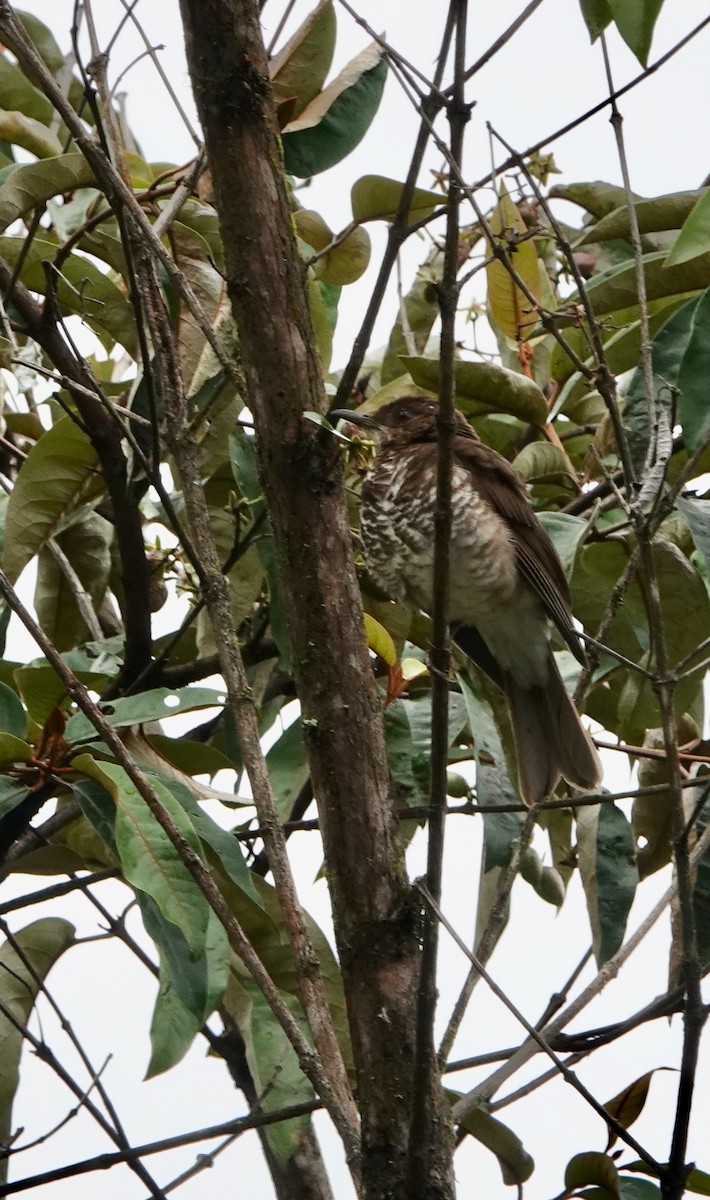 Marañon Thrush - ML625006178