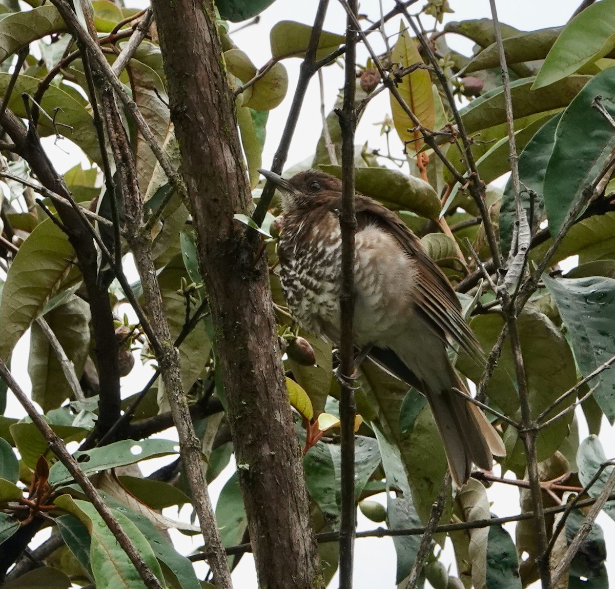 Marañon Thrush - ML625006179