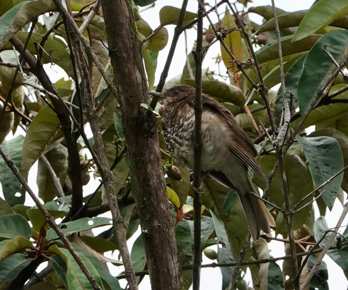 Marañon Thrush - ML625006180