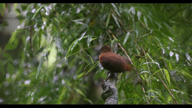 Sclérure à poitrine rousse - ML625006498