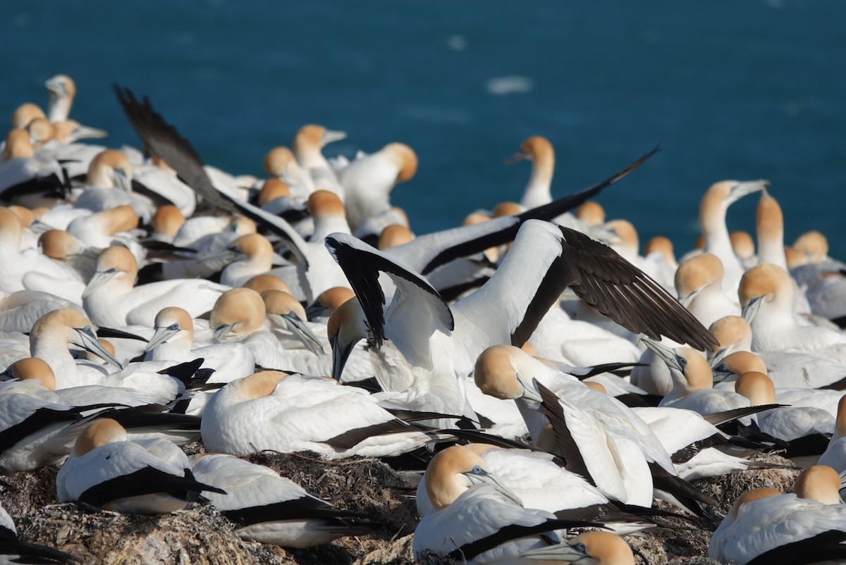 Australasian Gannet - ML625006528