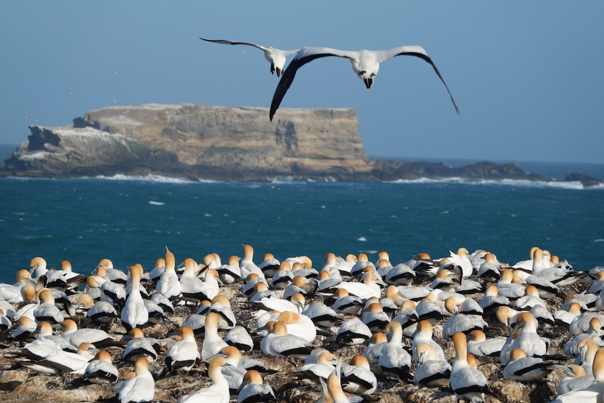 Australasian Gannet - ML625006595