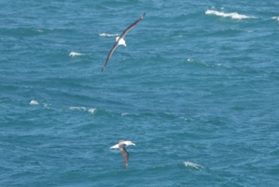 White-capped Albatross - ML625006744