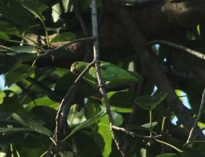 Mexican Parrotlet - ML625006775