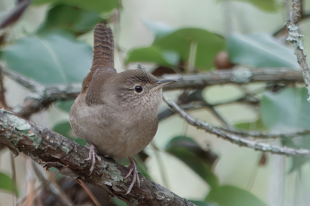 Northern House Wren - ML625006786
