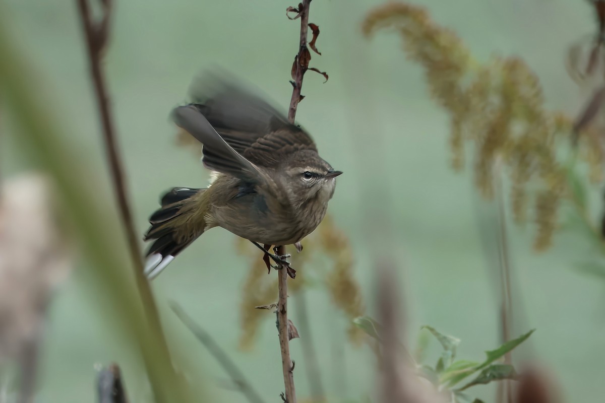 Palm Warbler - ML625006944