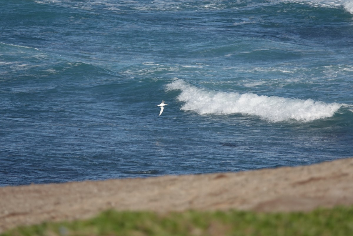 Great Crested Tern - ML625006966