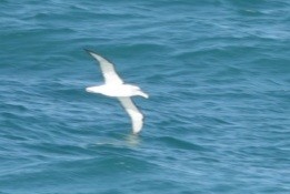 White-capped Albatross - ML625006989