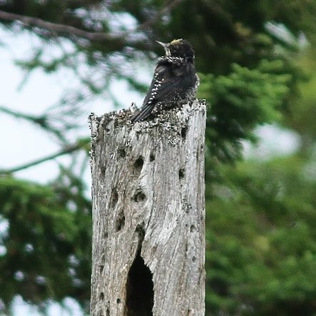 American Three-toed Woodpecker - ML625007056