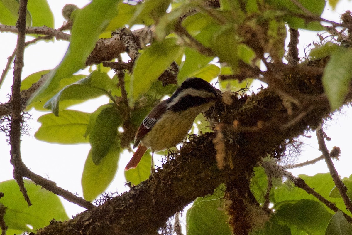 Red-tailed Minla - Johan Bergkvist