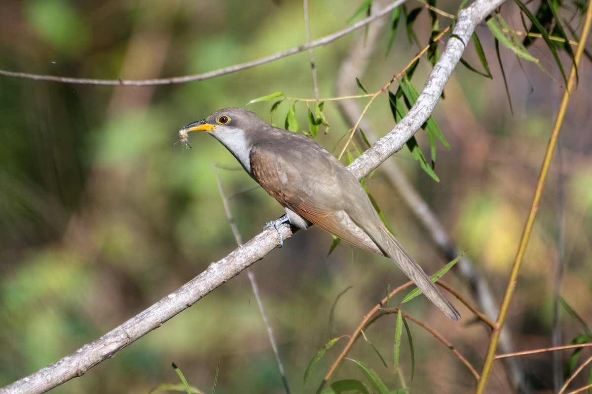 Yellow-billed Cuckoo - ML625007209