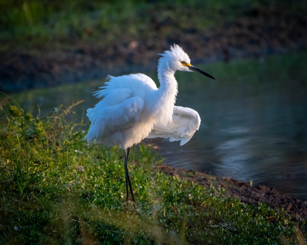 Snowy Egret - ML625007228