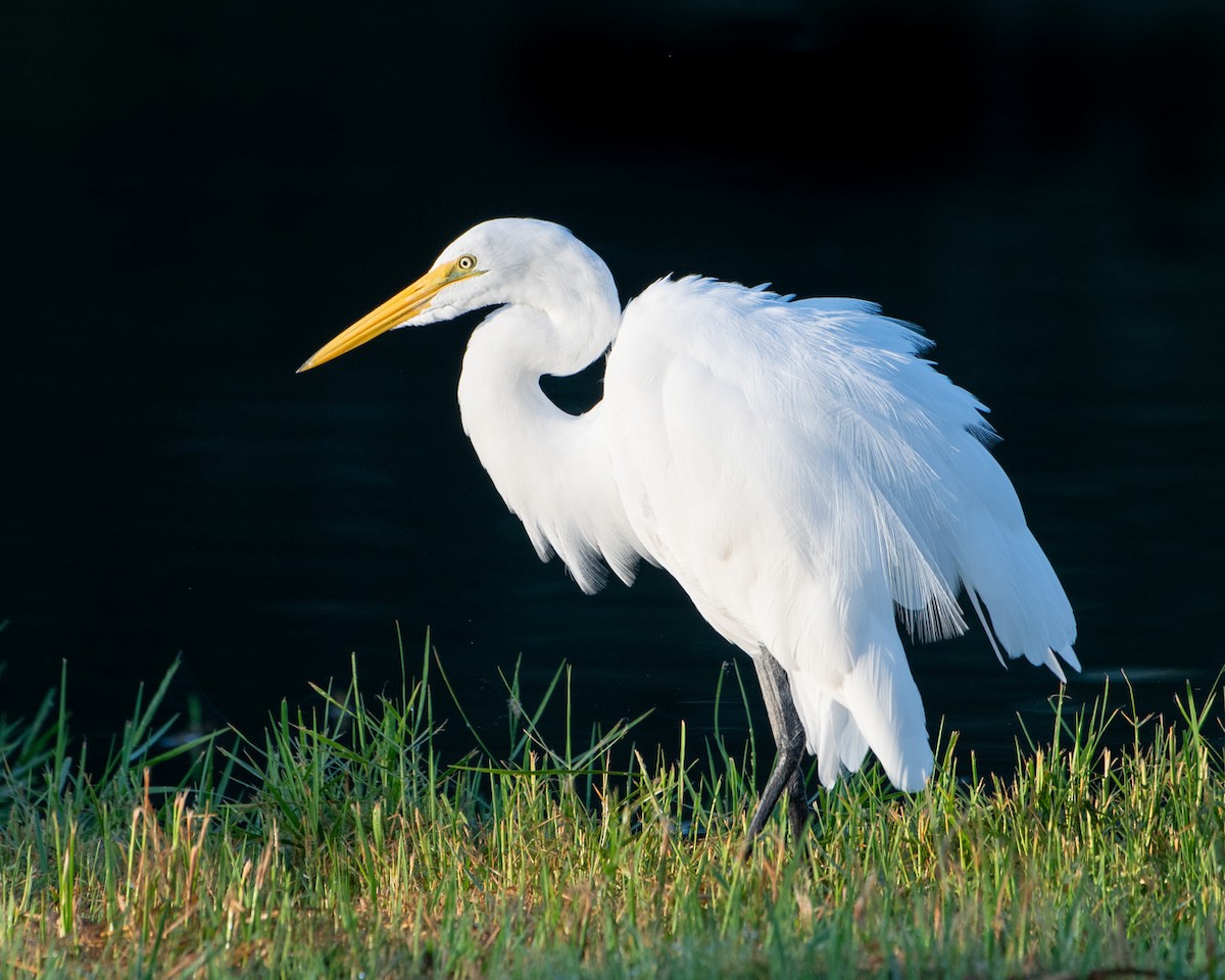 Great Egret - ML625007235