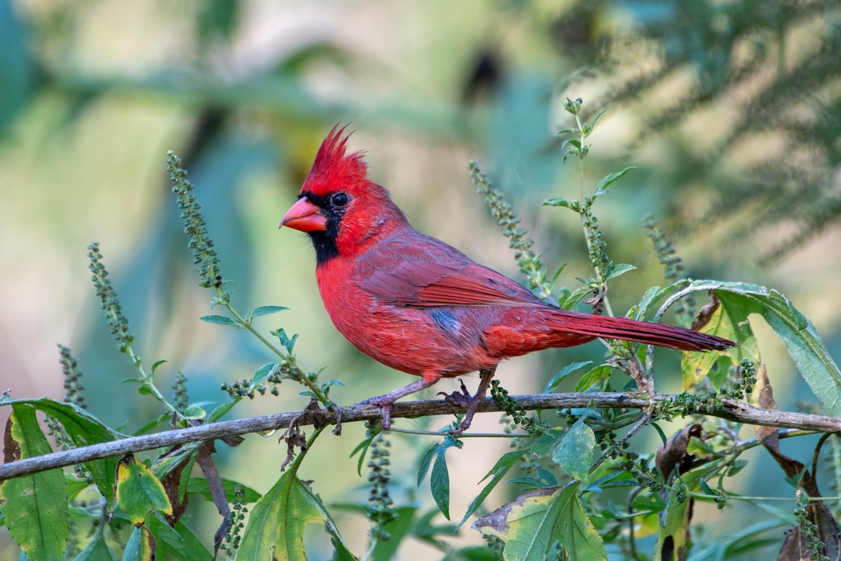 Northern Cardinal - ML625007249