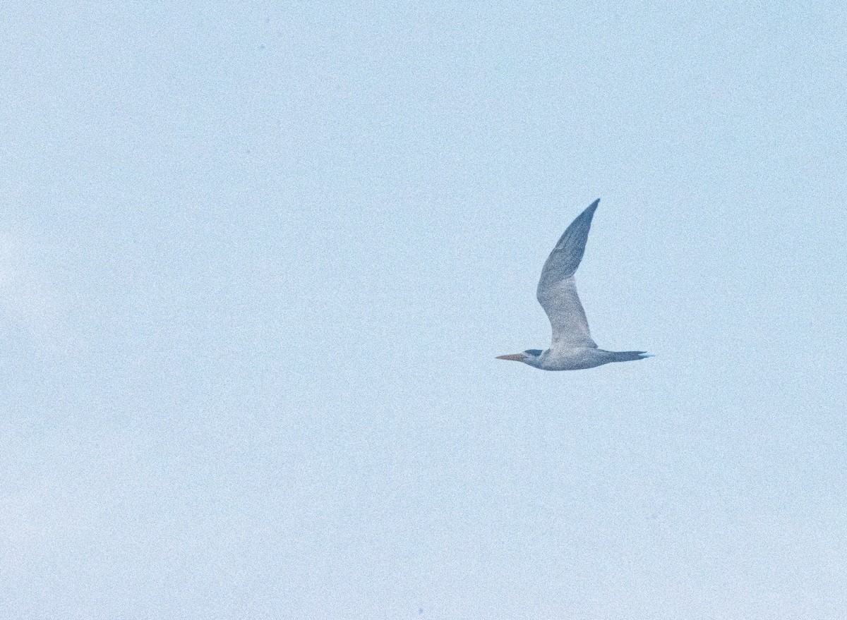 Large-billed Tern - ML625007457