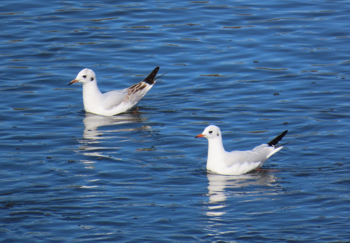 Black-headed Gull - ML625007509