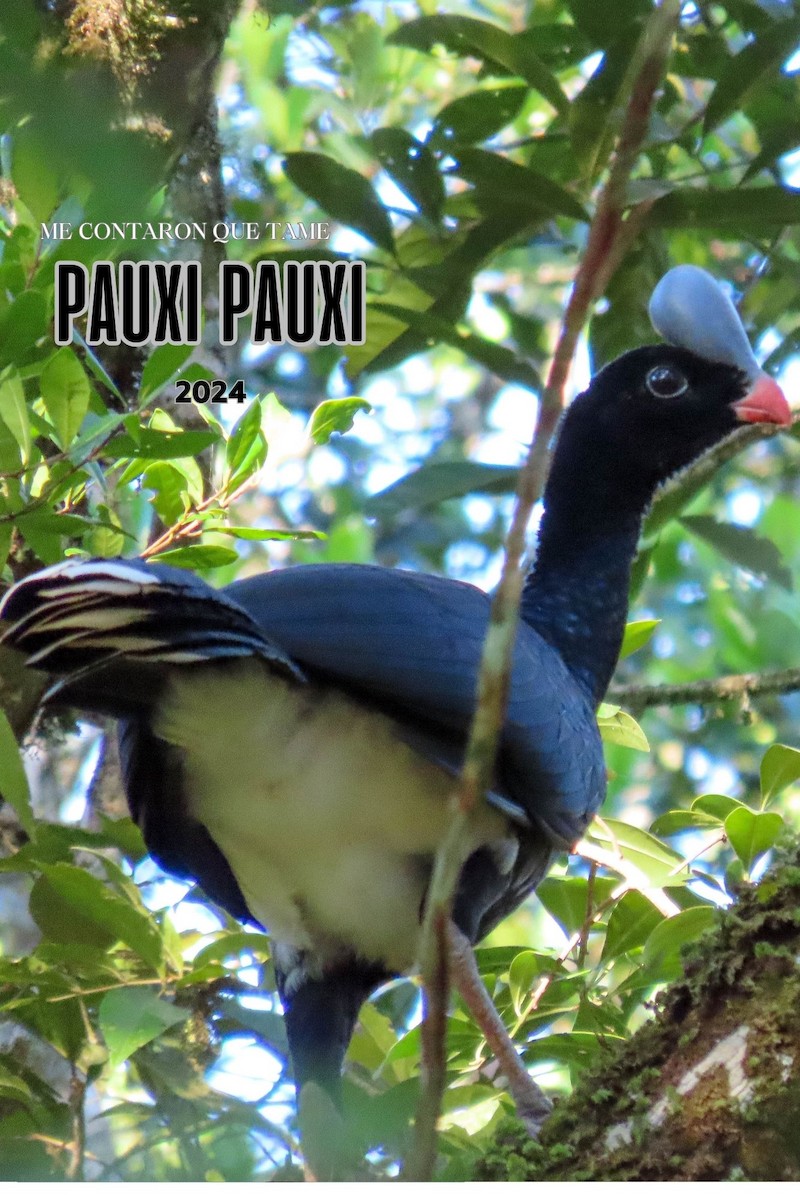 Helmeted Curassow - ML625007535