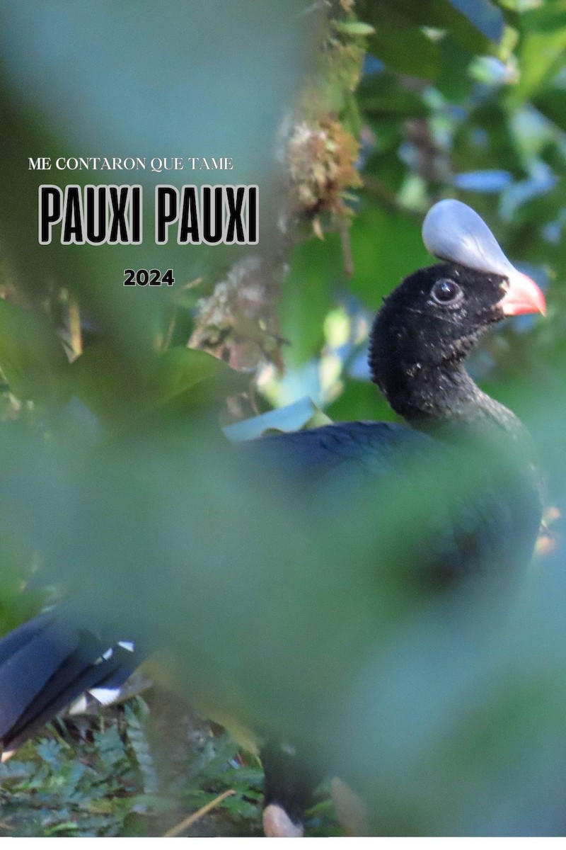 Helmeted Curassow - ML625007610