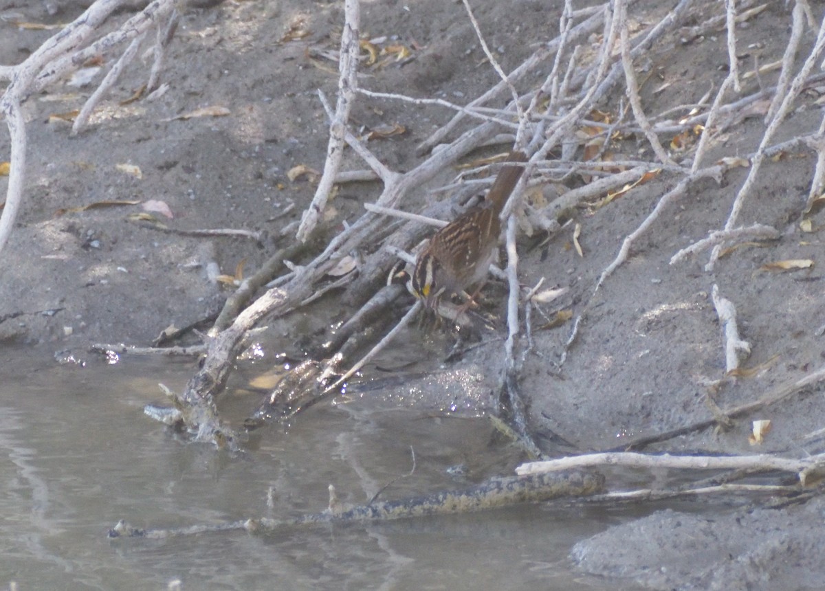 White-throated Sparrow - ML625007639