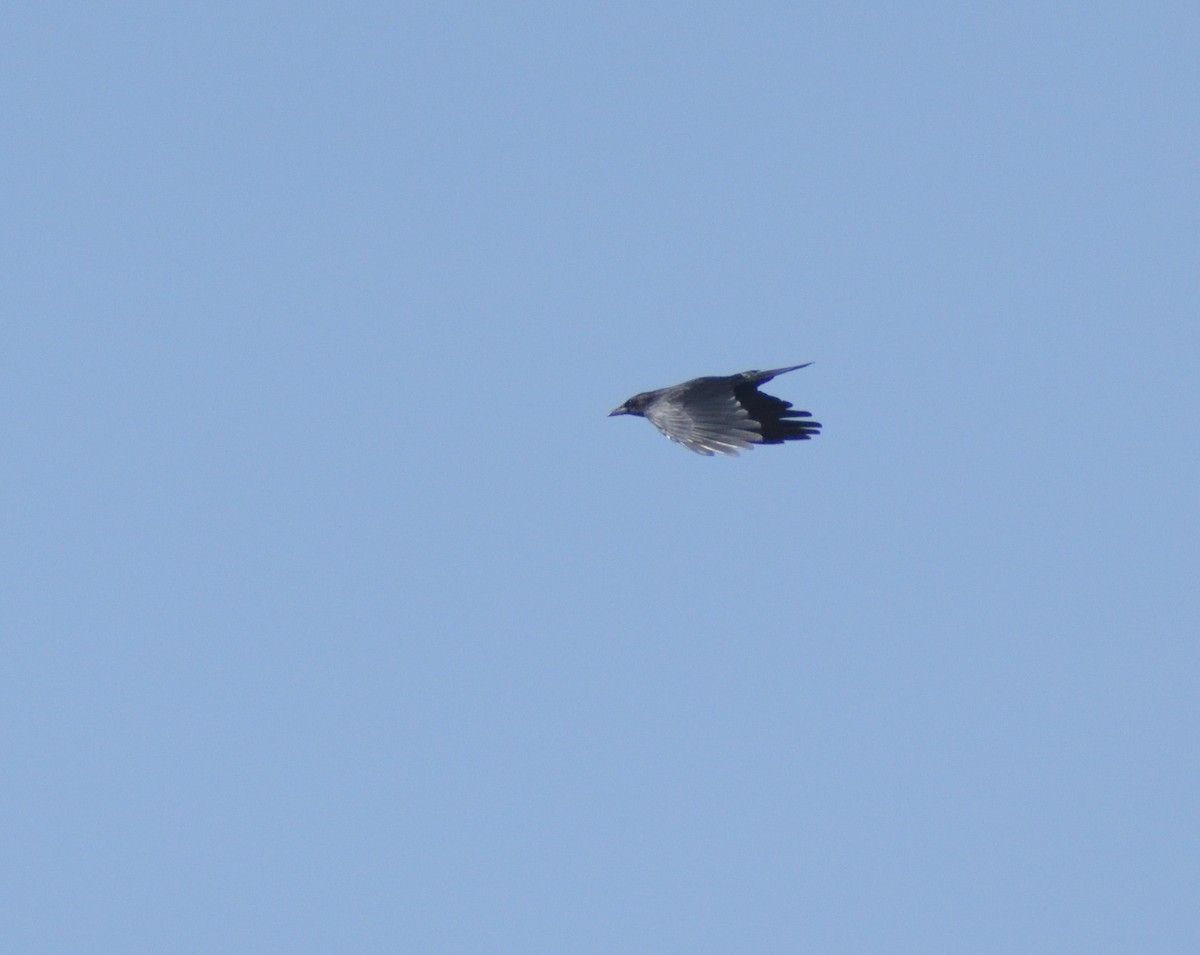 American Crow - ML625007645