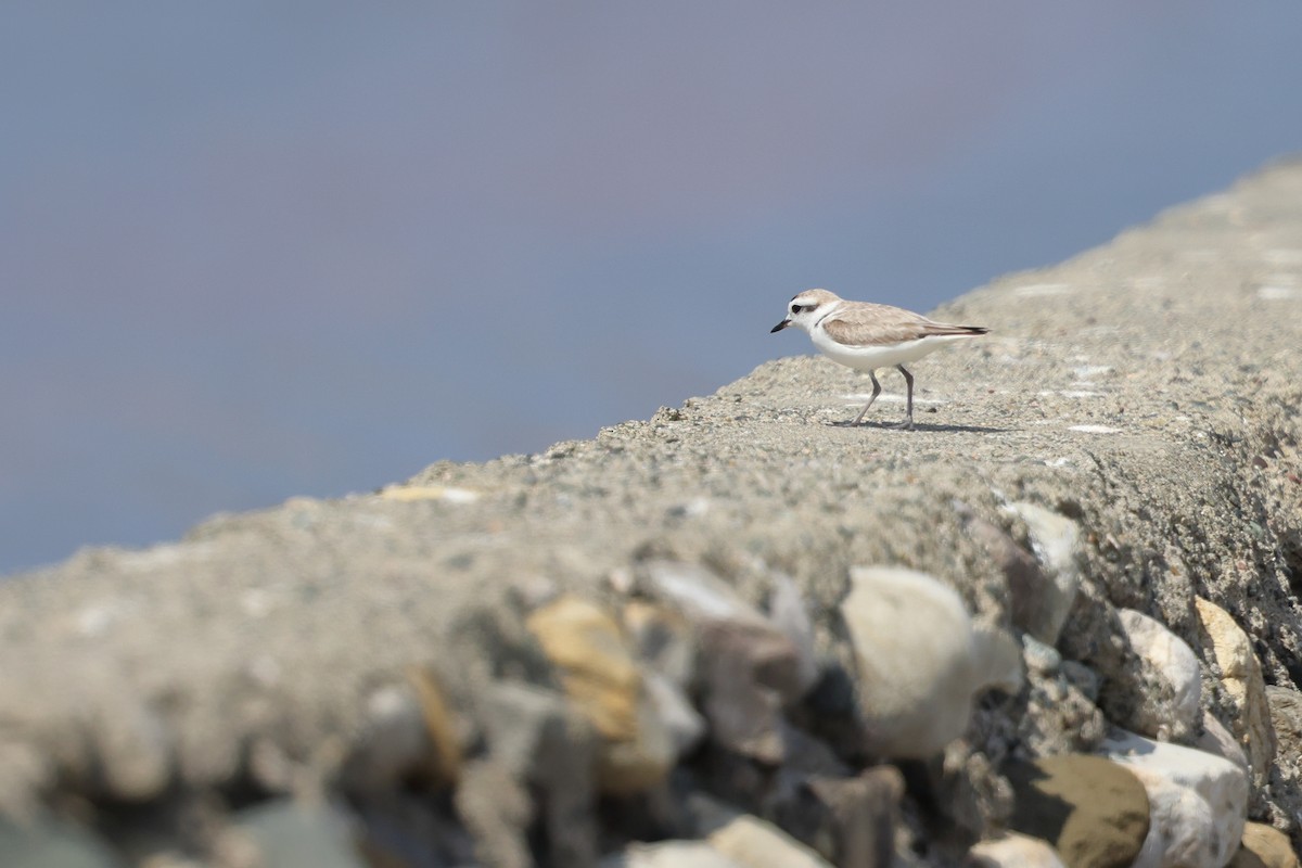 Snowy Plover - ML625007853