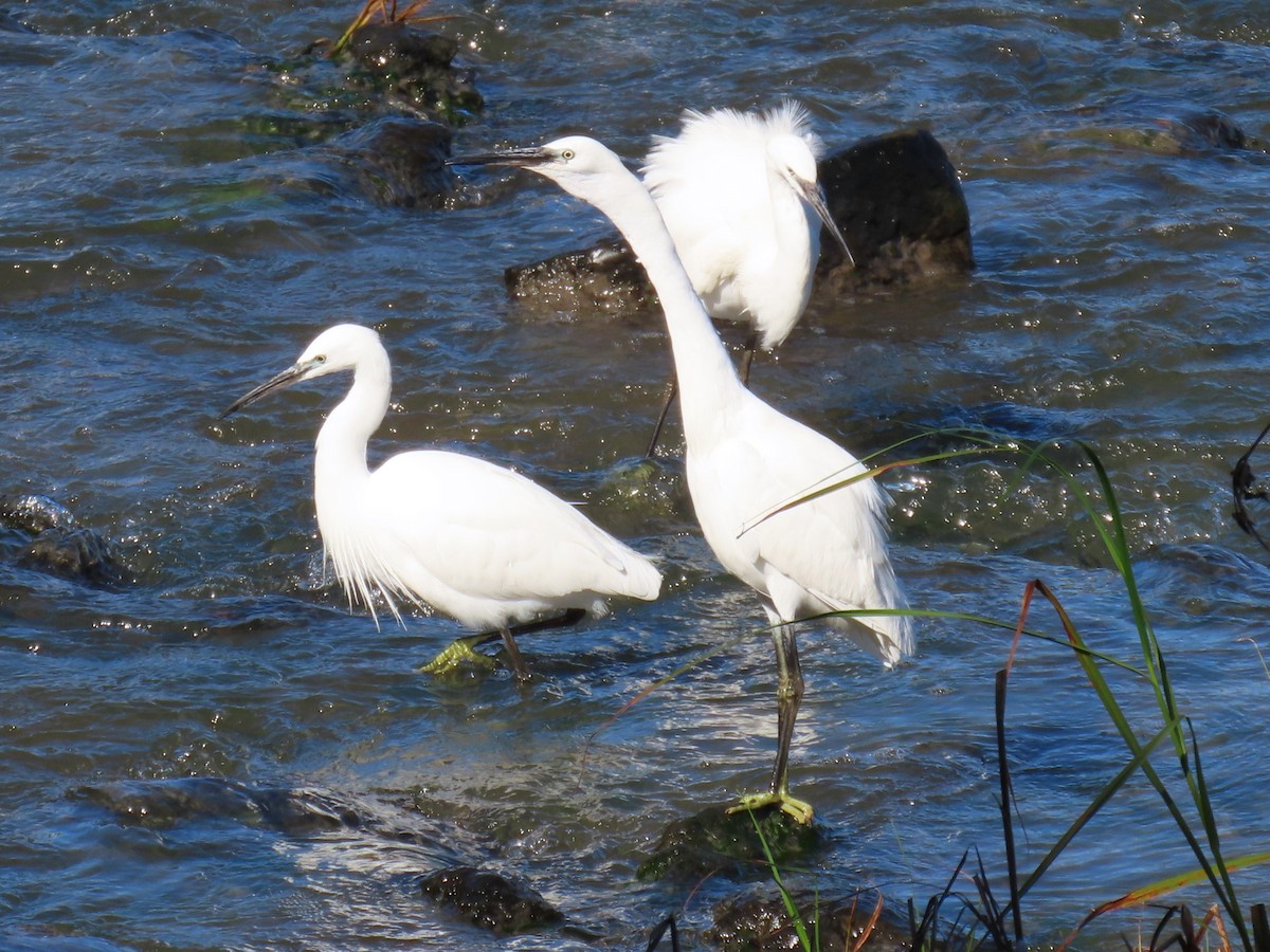 Little Egret - ML625007869