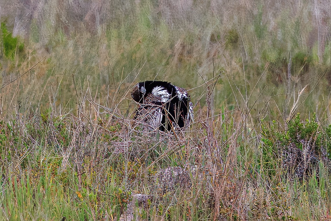 Black Bustard - ML625007933