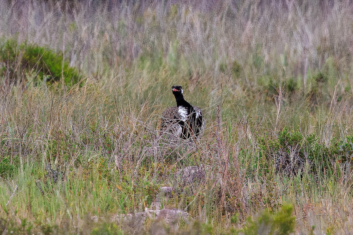 Black Bustard - ML625007934