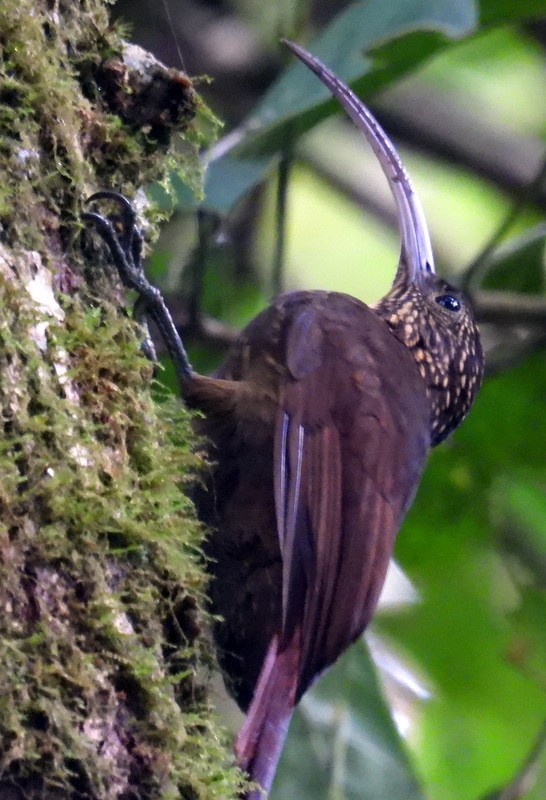 Brown-billed Scythebill - ML625007939