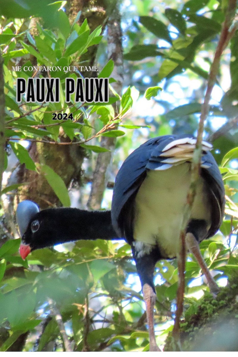 Helmeted Curassow - ML625008079