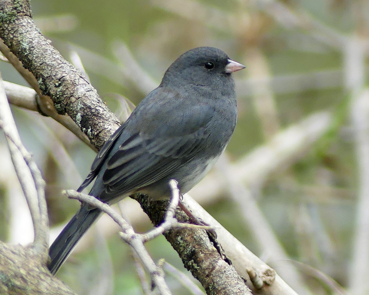 Dark-eyed Junco - ML625008097